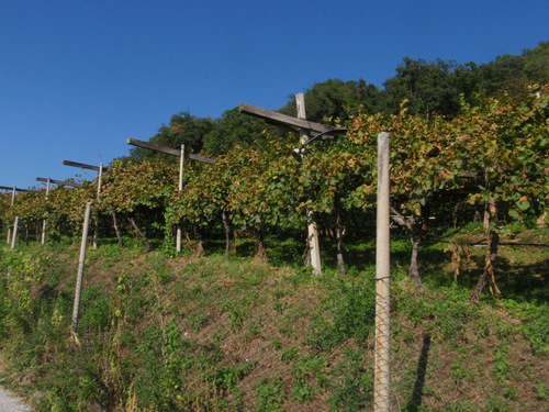 The climb is behind us and grapes are in front of us.